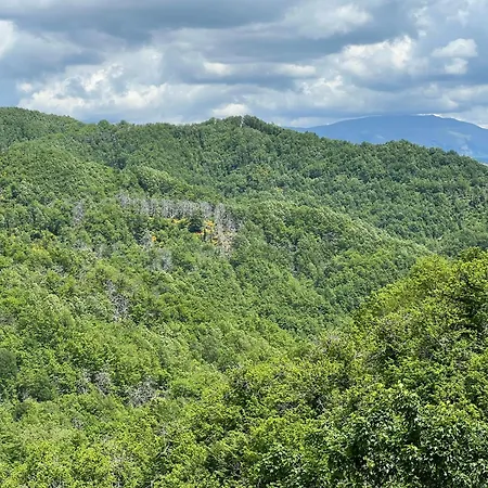 Nel Bosco Di Giove - Diffuso Collegiove