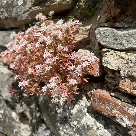 Nel Bosco Di Giove - Diffuso Bed & Breakfast